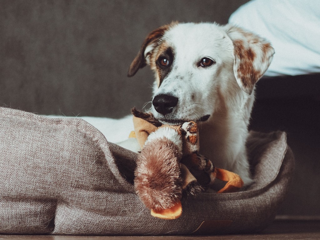 Un chien détendu qui se repose dans un lit confortable en tenant un jouet en peluche.
