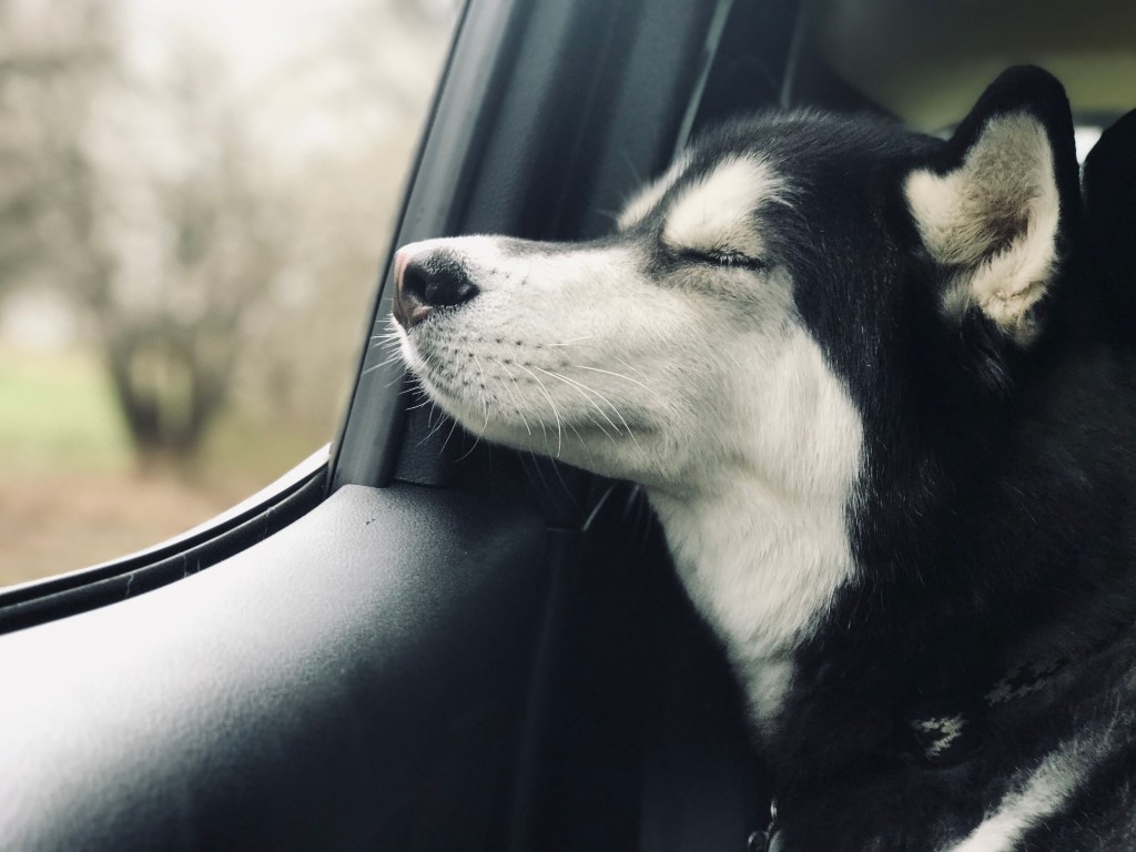 Un husky content qui repose son museau près de la vitre d’une voiture pendant un trajet.