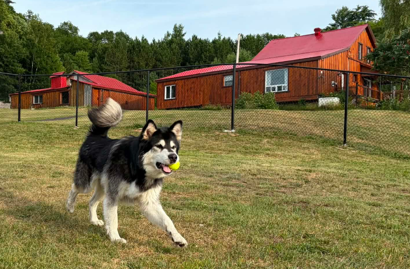 Deux chiens qui socialisent à l’extérieur sur une pelouse ensoleillée — l’un assis, l’autre couché — pendant un jeu supervisé.