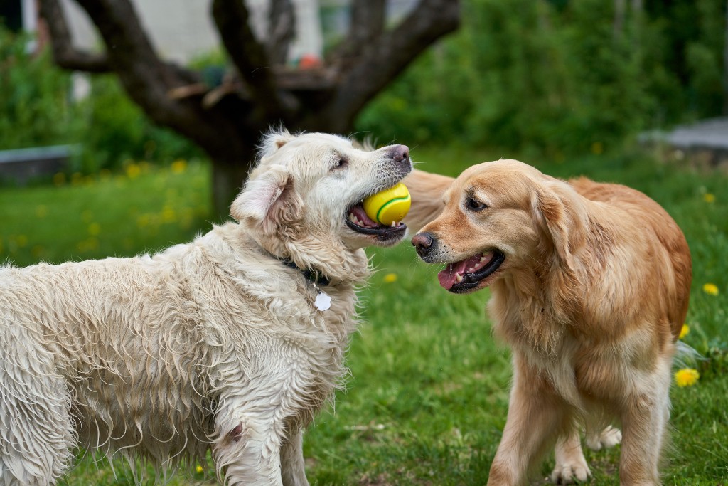 Deux golden retrievers qui jouent ensemble à l’extérieur avec une balle de tennis sur une pelouse.