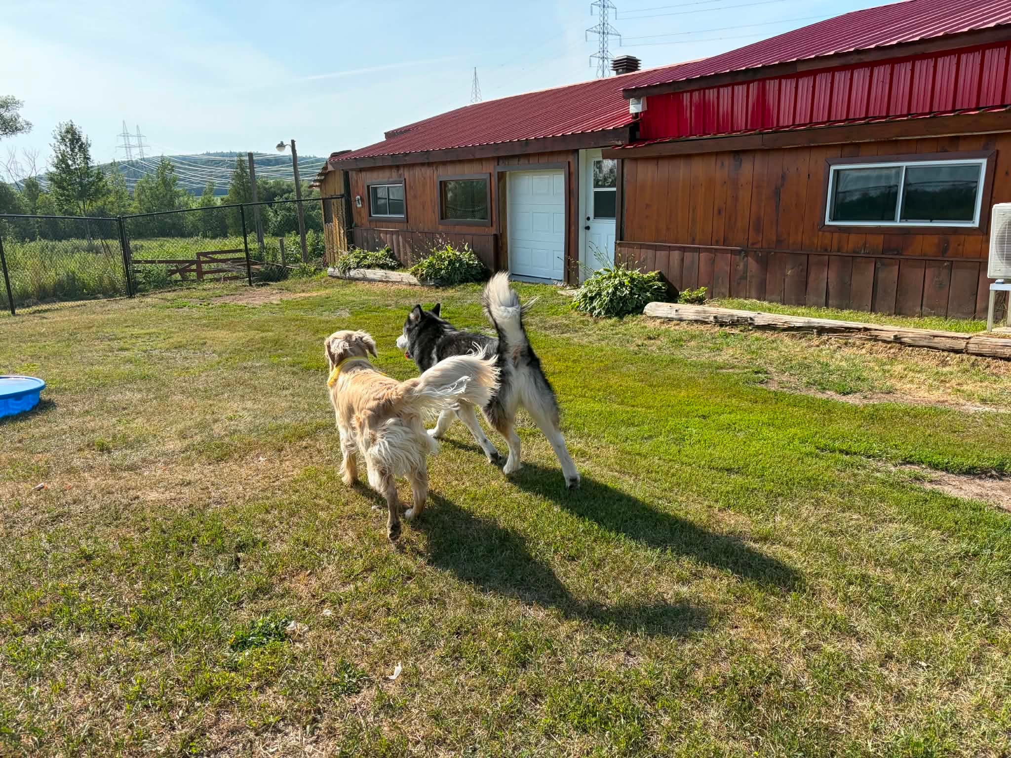 Deux chiens courant dans une grande cour de jeu herbeuse devant les installations FabPaws au toit rouge.